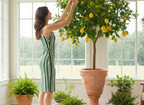Woman in a green and white striped dress tending to a lemon tree indoors.