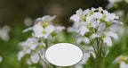 Rise & Garden Scented Soy Candle 14oz