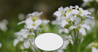 Garden Exhale Scented Soy Candle 14oz