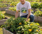 A man kneeling in a raised garden bed wearing a white graphic T-shirt that says 'Daddy Gardener' with a vegetable illustration, surrounded by green plants and yellow flowers in an outdoor garden setting.